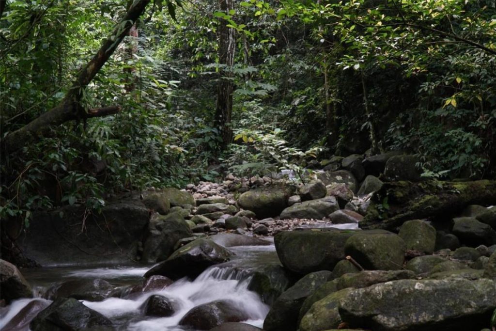 Top 10 Best Places For Jungle Trekking in Malaysia 2025 19 Gunung-Nuang-Recreational-Forest-