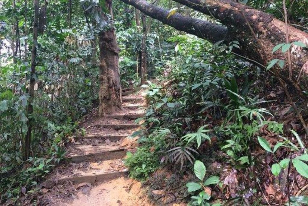 Top 10 Best Places For Jungle Trekking in Malaysia 2025 5 Hutan-Pendidikan-Bukit-Gasing-