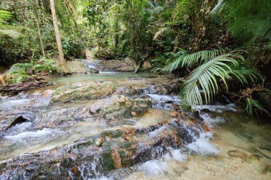 Top 10 Best Places For Jungle Trekking in Malaysia 2025 21 Hutan-Simpan-Ayer-Hitam-