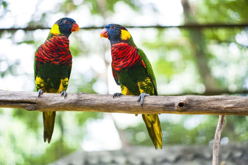 Top 10 Best Parks in KL 2025 6 KL-Bird-Park-