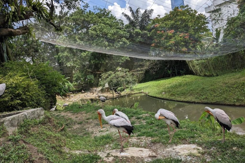 Top 10 Best Parks in KL 2025 7 KL-Bird-Park-
