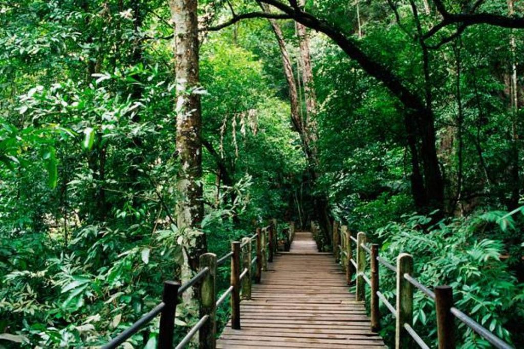 Top 10 Best Places For Jungle Trekking in Malaysia 2025 3 KL-Forest-Eco-Park-