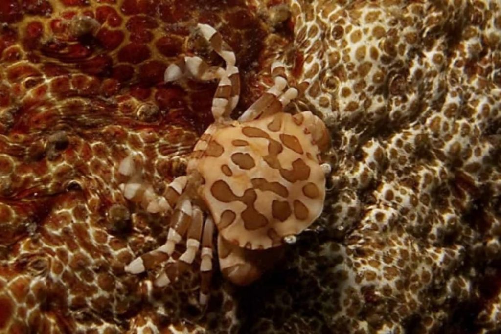 5 Tempat Menakjubkan Terbaik untuk Selam Skuba di Langkawi 2025 5 Kaca-Sunken-Boat-Wrecks-Dive-Site