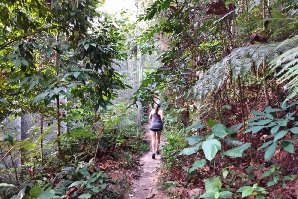 Top 10 Best Places For Hiking in Kuala Lumpur 2025 8 Kiara-Hill-