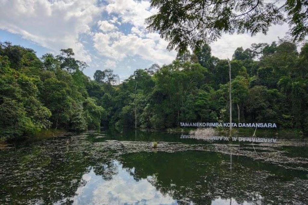 Top 10 Best Places For Jungle Trekking in Malaysia 2025 6 Kota-Damansara-Community-Forest-Reserve-