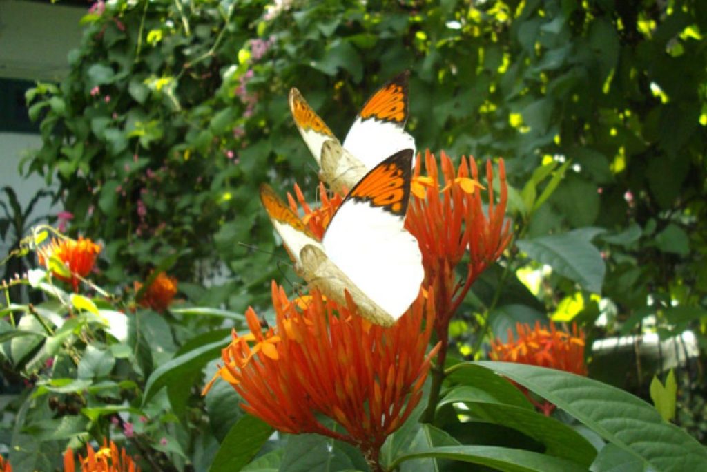 Top 10 Best Parks in KL 2025 17 Kuala-Lumpur-Butterfly-Park-