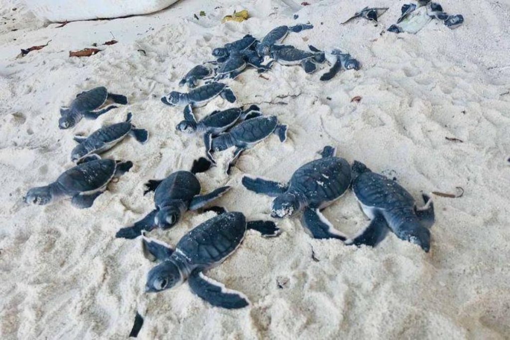 Top 10 Best Things To Do in Mataking Island 2025 11 Meet-And-Greet-The-Turtles-At-Turtle-Hatchery