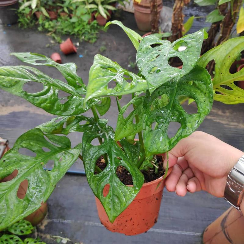 Top 10 Best Indoor Water Plants in Malaysia 2025 6 Monstera-Adansonii