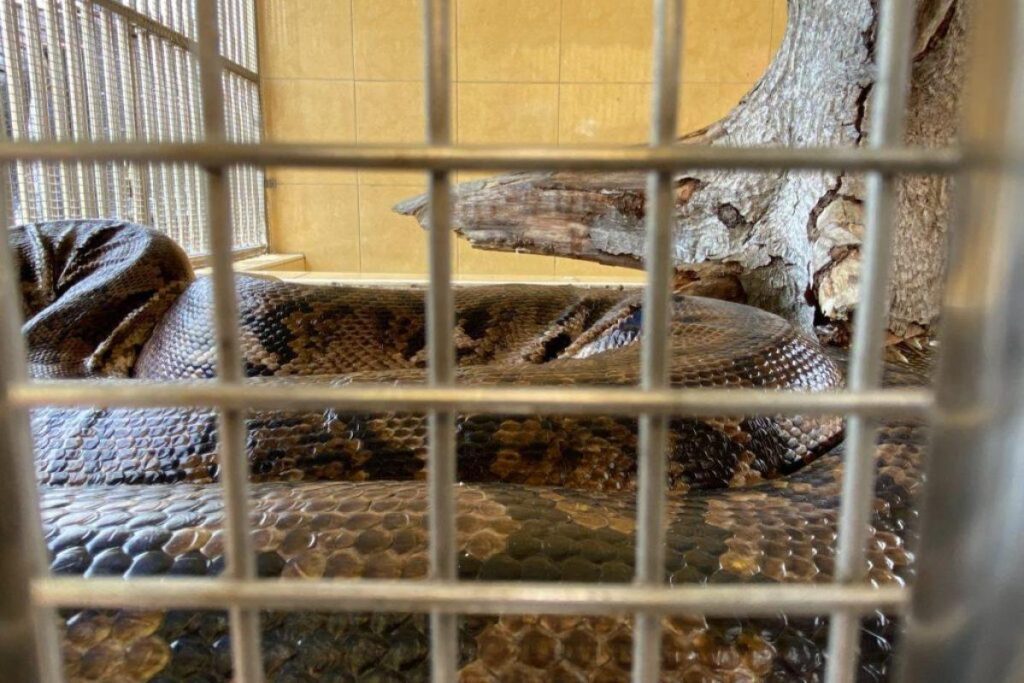 Top 10 Best Things To Do in Crab Island 2025 16 Pay-A-Visit-To-The-Snake-Temple-