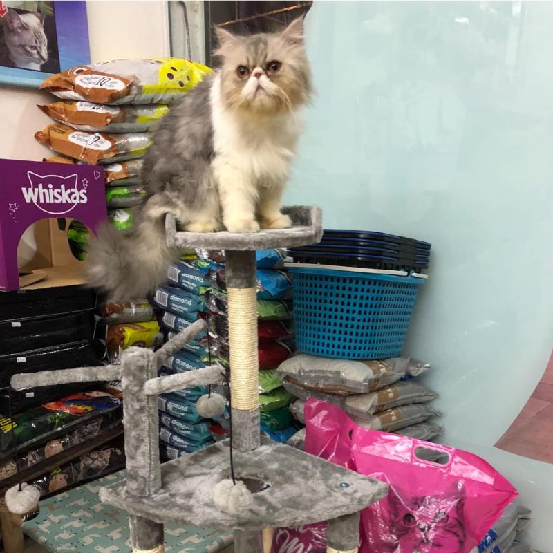 Top 10 Best Pet Shops in Kuching 2025 5 Pet-Folio-Pet-Shop-