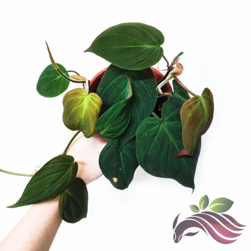 Top 10 Best Indoor Water Plants in Malaysia 2025 9 Philodendron
