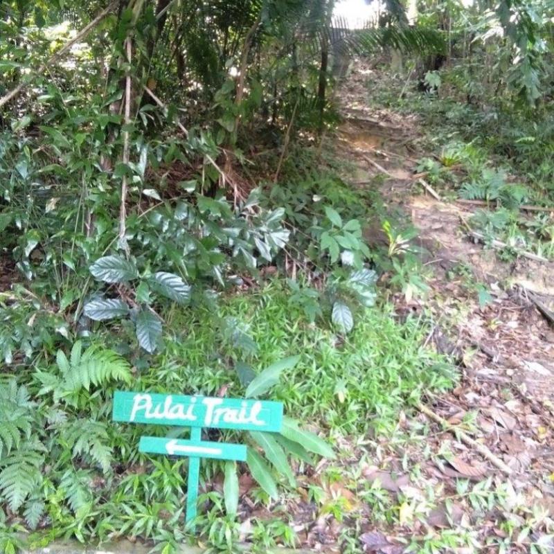Top 10 Best Places For Hiking in Kuala Lumpur 2025 18 Pulai-Trail-