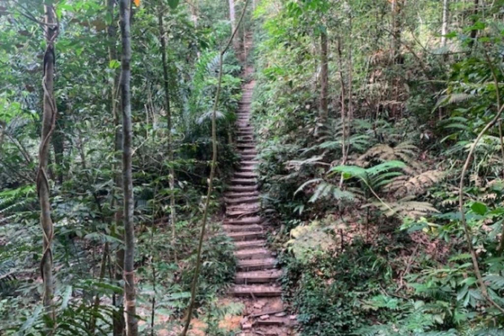 Top 10 Best Places For Hiking in Kuala Lumpur 2025 7 Taman-Rimba-Bukit-Kerinchi-