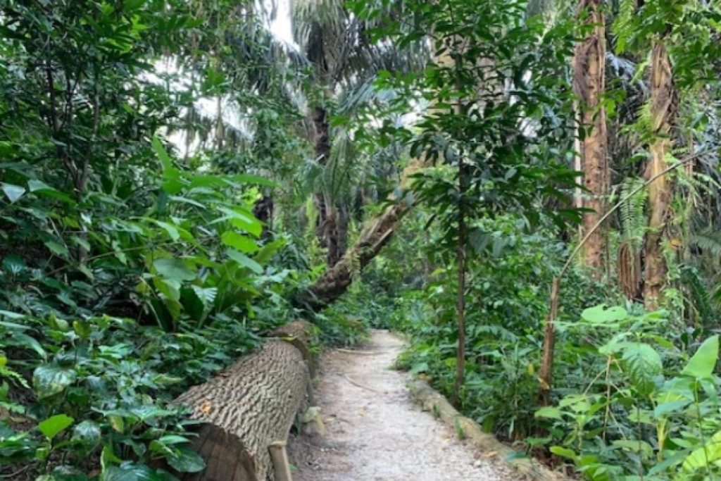 Top 10 Best Places For Hiking in Kuala Lumpur 2025 13 Taman-Tugu-Hike-Trails-