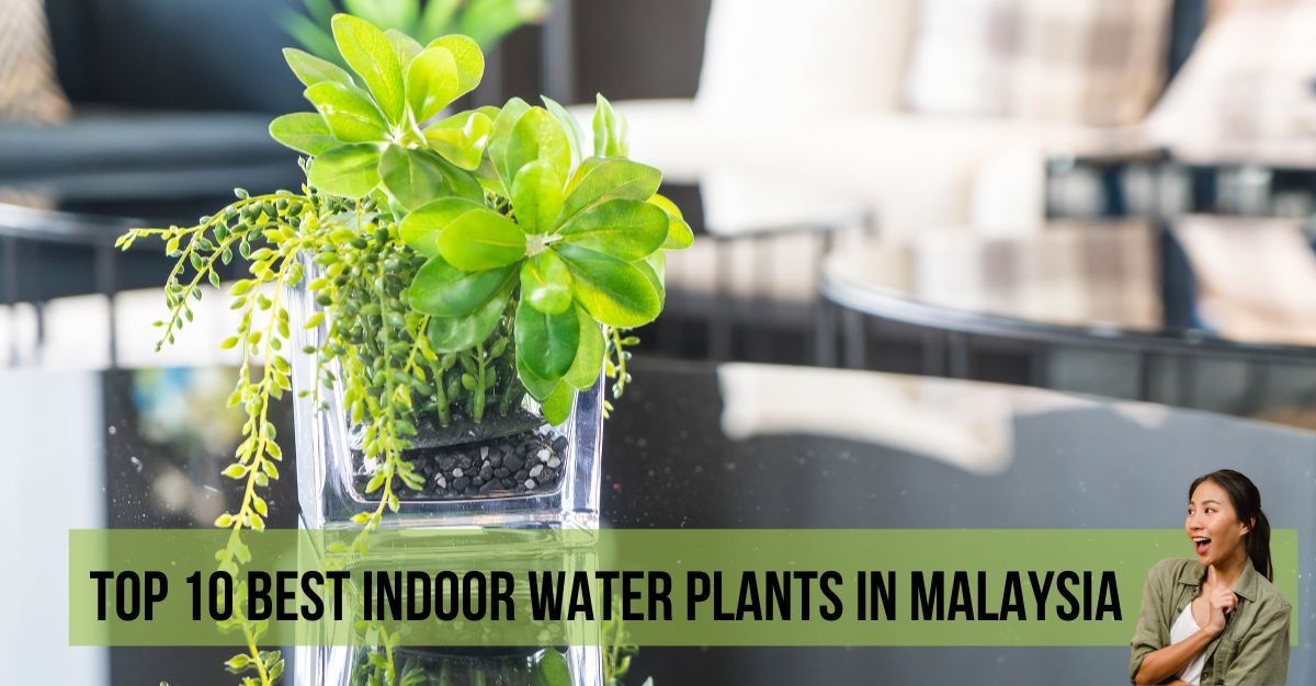 Top--Best-Indoor-Water-Plants-in-Malaysia-