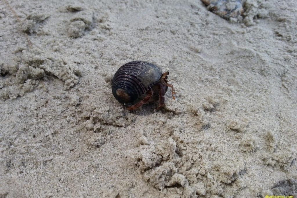 Top 10 Best Things To Do in Sepang Beach 2025 9 Try-Your-Luck-At-Catching-Mini-Crabs-