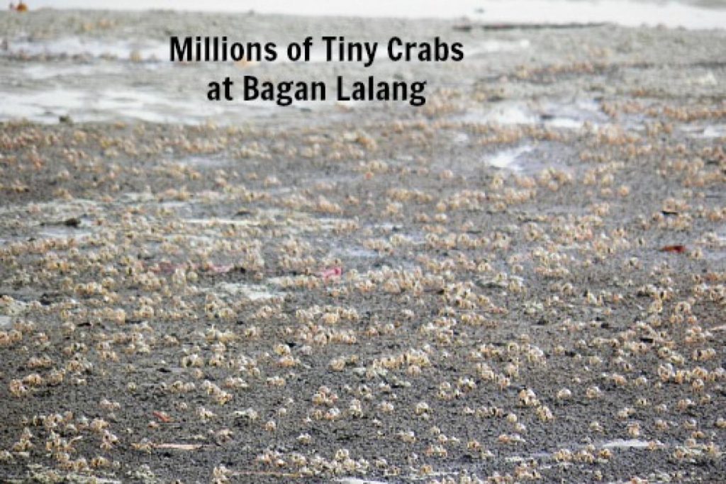Top 10 Best Things To Do in Sepang Beach 2025 8 Try-Your-Luck-At-Catching-Mini-Crabs