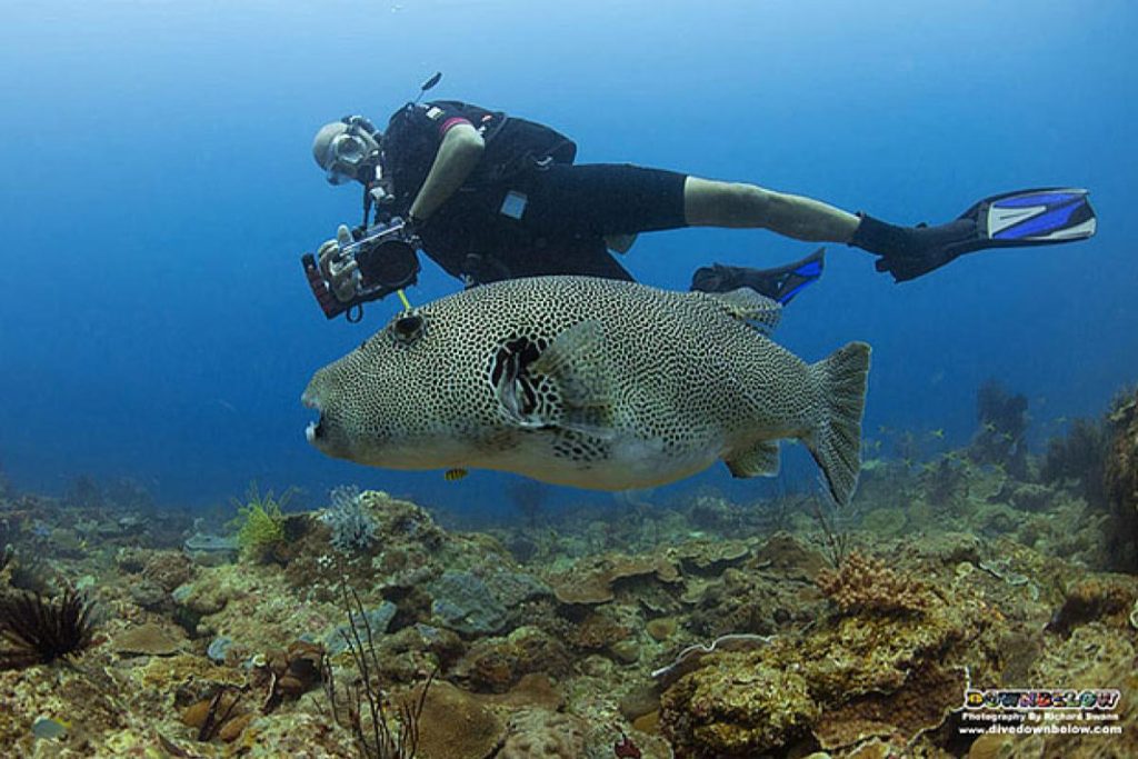 Top 10 Best Diving Spots in Malaysia 2025 9 Tunku-Abdul-Rahman-Marine-Park-