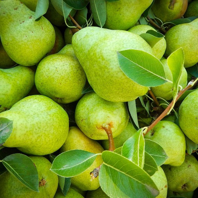 Top 10 Best Green Fruits in Malaysia 2025 9 pear