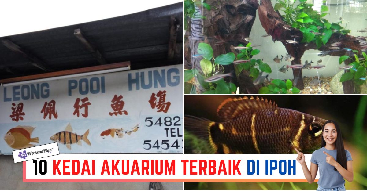 -KEDAI-AKUARIUM-TERBAIK-DI-IPOH