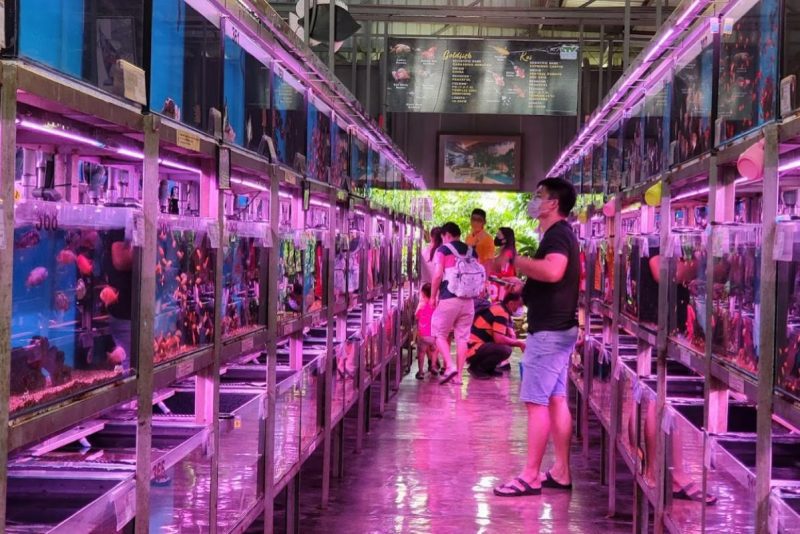 Top 10 Best Pet Shops in Penang 2024 Comprehensive Pet Care Solutions