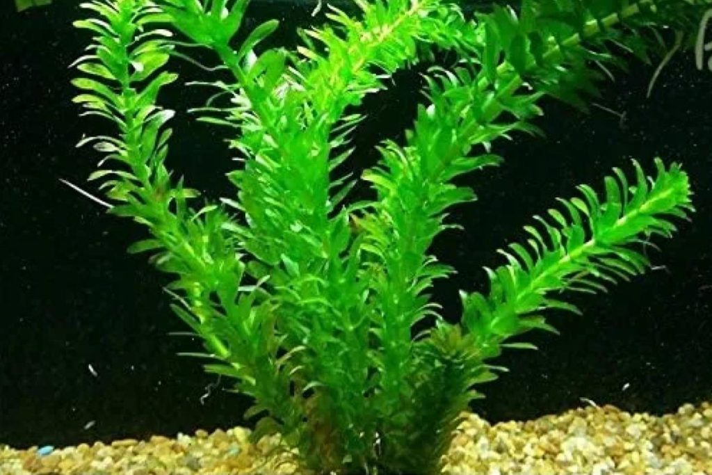 Top 8 Best Aquarium Plants in Malaysia 2025 5 Egeria-Densa