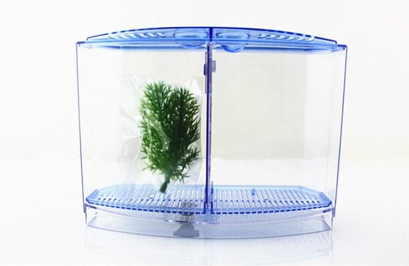 Top 10 Best Small Fish Aquariums in Malaysia 2025 10 Fighting-Fish-Box