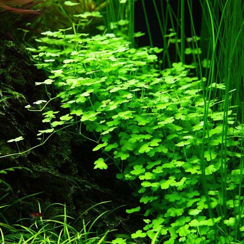 Top 8 Best Aquarium Plants in Malaysia 2025 8 Hydrocotyle-Tripartita