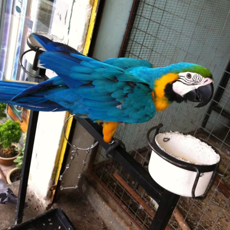 10 Kedai Haiwan Peliharaan Terbaik di Seremban 2025 11 Kedai-Burung-Kesayangan-