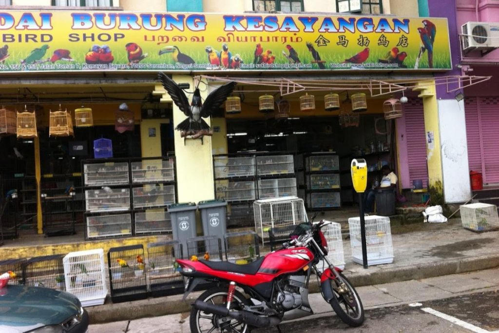 10 Kedai Haiwan Peliharaan Terbaik di Seremban 2025 10 Kedai-Burung-Kesayangan