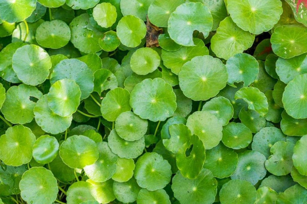 Top 8 Best Aquarium Plants in Malaysia 2025 9 Pennyworth-or-Pennywort-