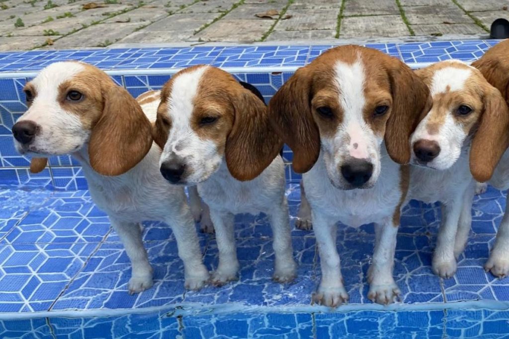 10 Kedai Haiwan Peliharaan di Pulau Pinang 2025 19 Pet-Amazon-