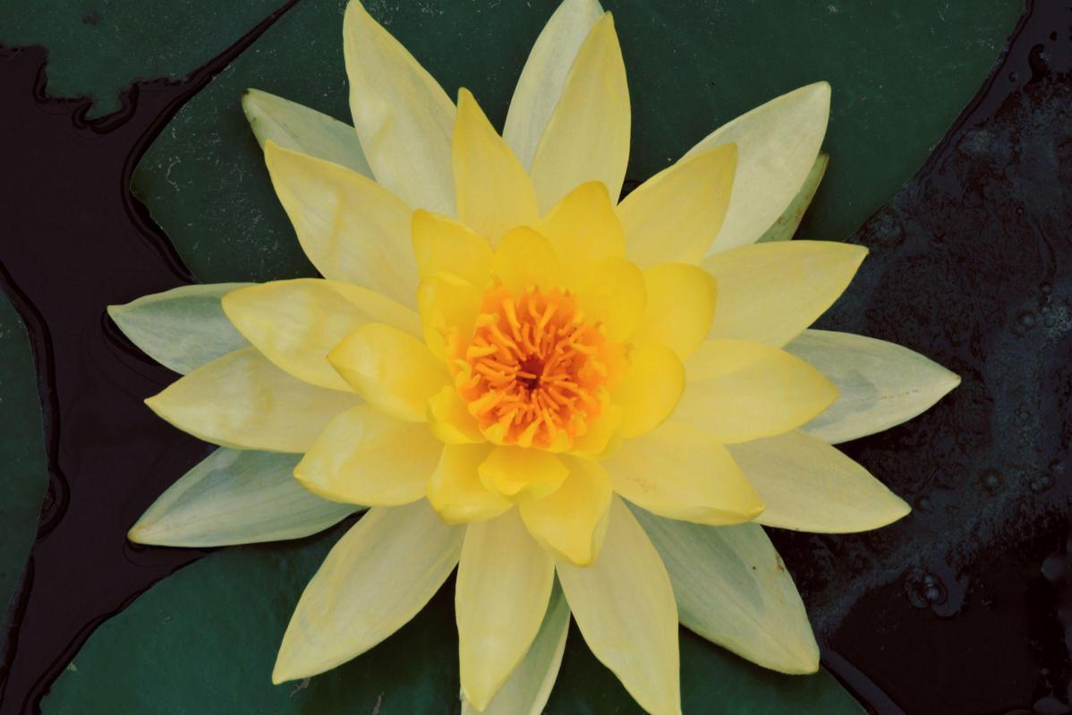 Top 10 Best Water Lily Plants & Seeds in Malaysia Latest 2024