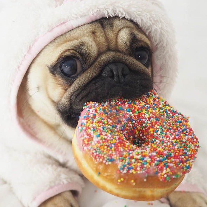 The Pet Slave Fresh Food to Pamper Your Furry Friends 10 TPS-Dog-with-Donut