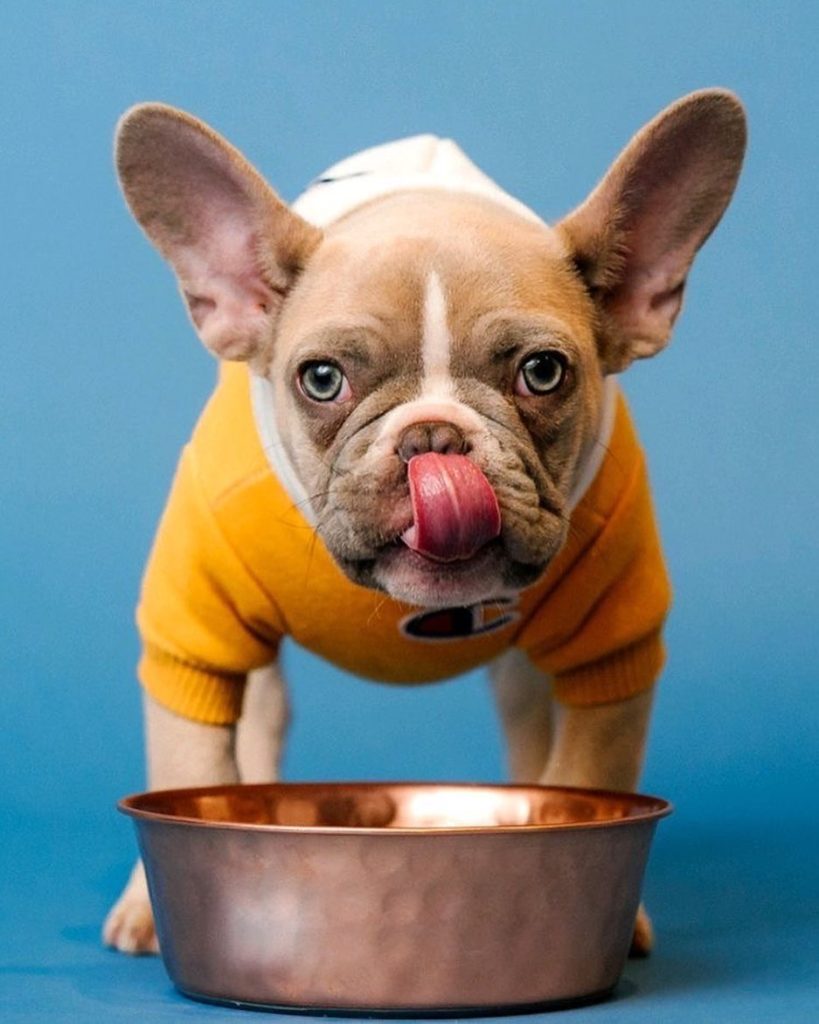 The Pet Slave Fresh Food to Pamper Your Furry Friends 2 The-Pet-Slave-Fresh-Food-to-Pamper-Your-Furry-Friends-