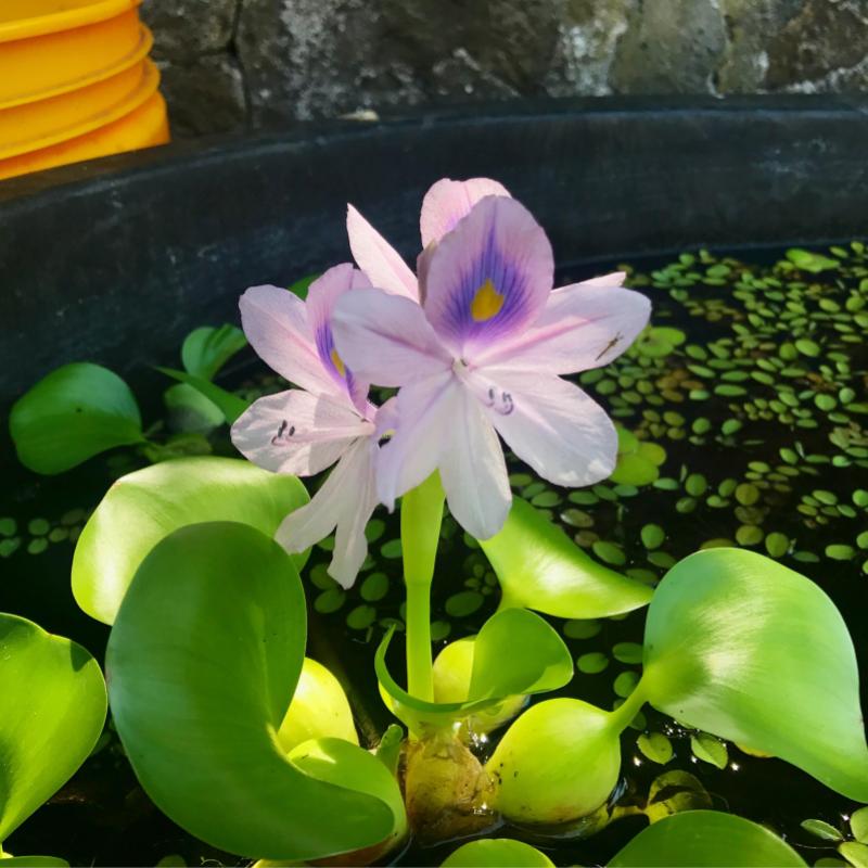 Top 8 Best Aquarium Plants in Malaysia 2025 4 Water-Hyacinth