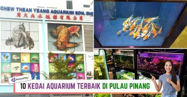 -KEDAI-AQUARIUM-TERBAIK-DI-PULAU-PINANG