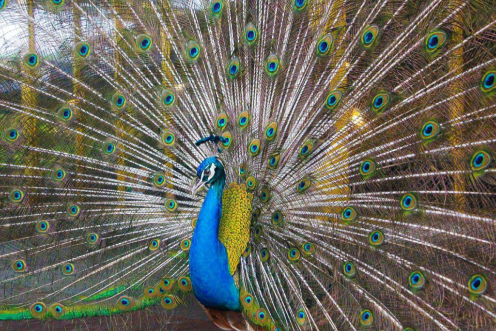 <strong>Experience Wildlife in The City at 99 Wonderland Park</strong> 4 -wonderland-