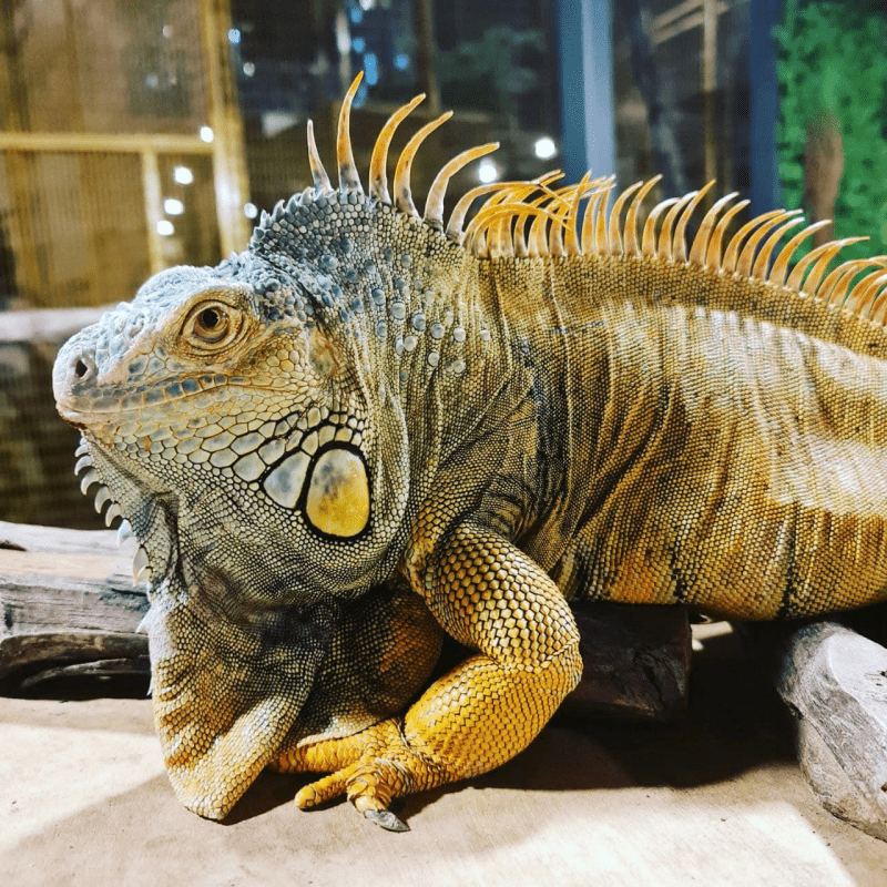 <strong>Experience Wildlife in The City at 99 Wonderland Park</strong> 6 -wonderland--