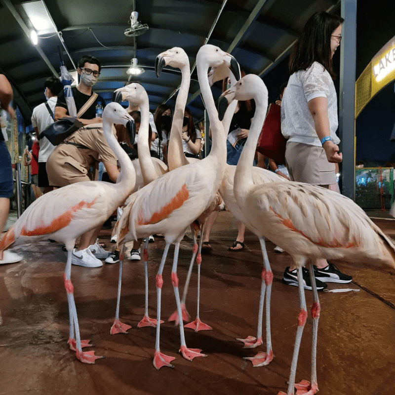 <strong>Experience Wildlife in The City at 99 Wonderland Park</strong> 7 -wonderland-