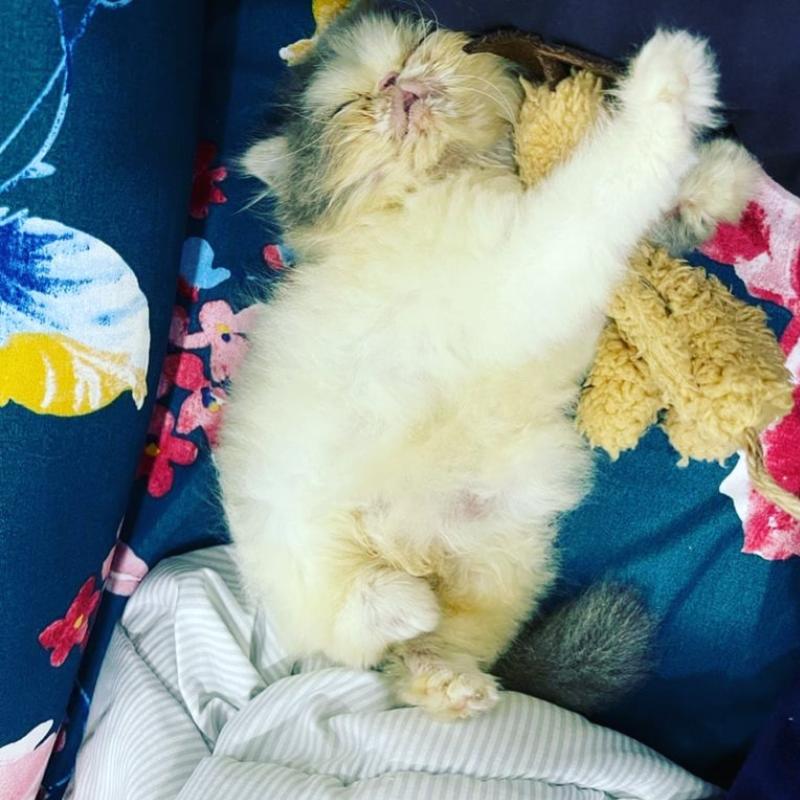 Top 10 Best Cat Grooming Shops in Ipoh 2025 9 AJVie-Cat-Centre-