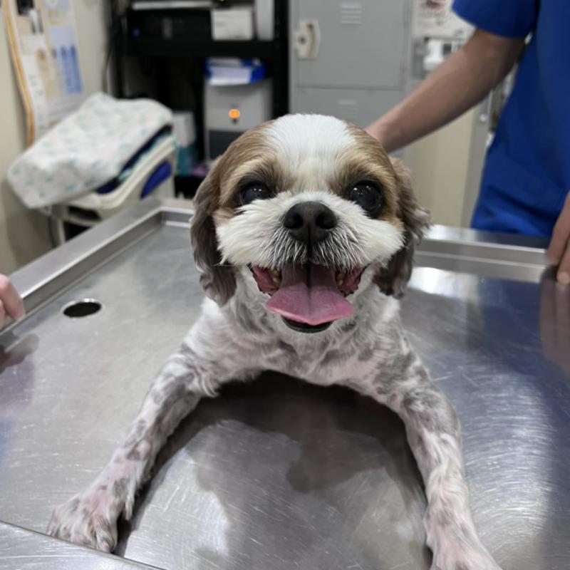 <strong>10 Klinik Haiwan Terbaik di Pulau Pinang 2024</strong> 32 AcuVet-Veterinary-Clinic-