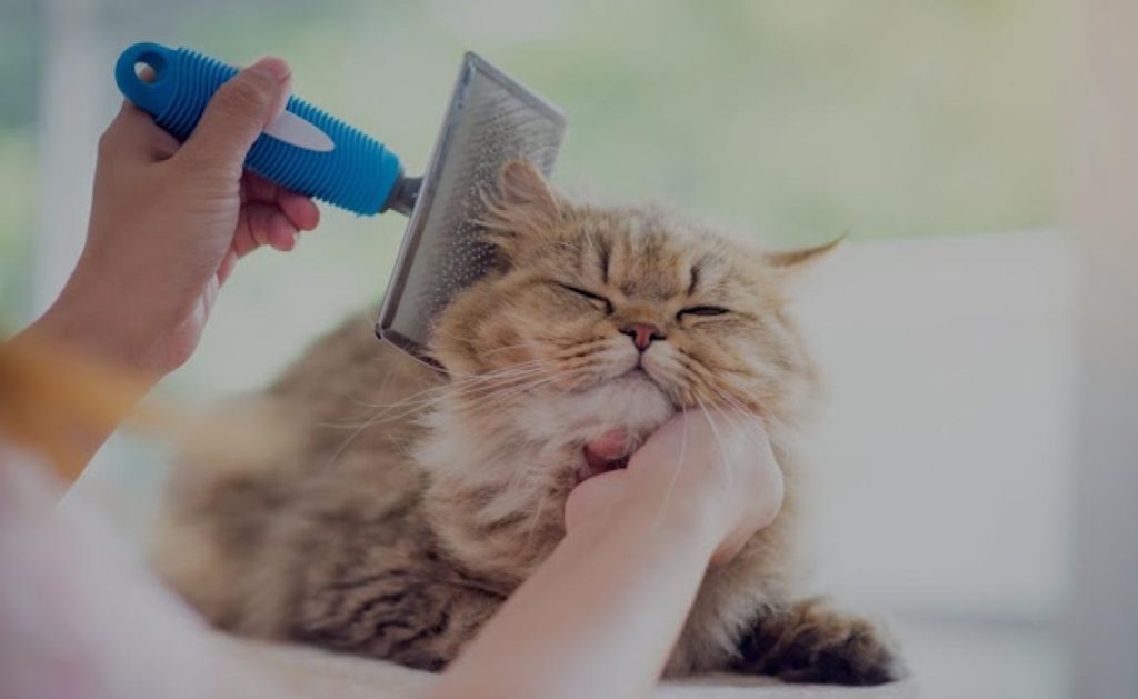 Top 10 Best Cat Grooming Shops in Penang 2025 21 Am-Cat-Hotel-