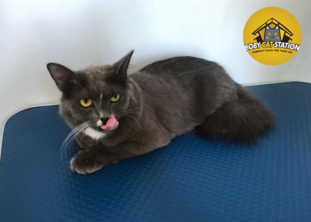 Top 10 Best Cat Grooming Shops in Sabah 2025 5 Boby-Cat-Station-
