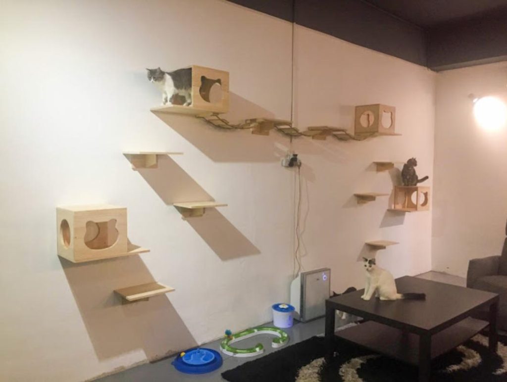 Top 10 Best Cat Grooming Shops in Johor 2025 15 CATSLE-Kulai-