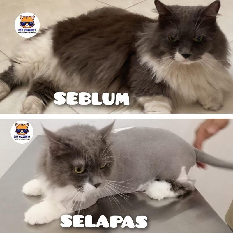 Top 10 Best Cat Grooming Shops in KL & Selangor 2025 11 Cat-Celebrity