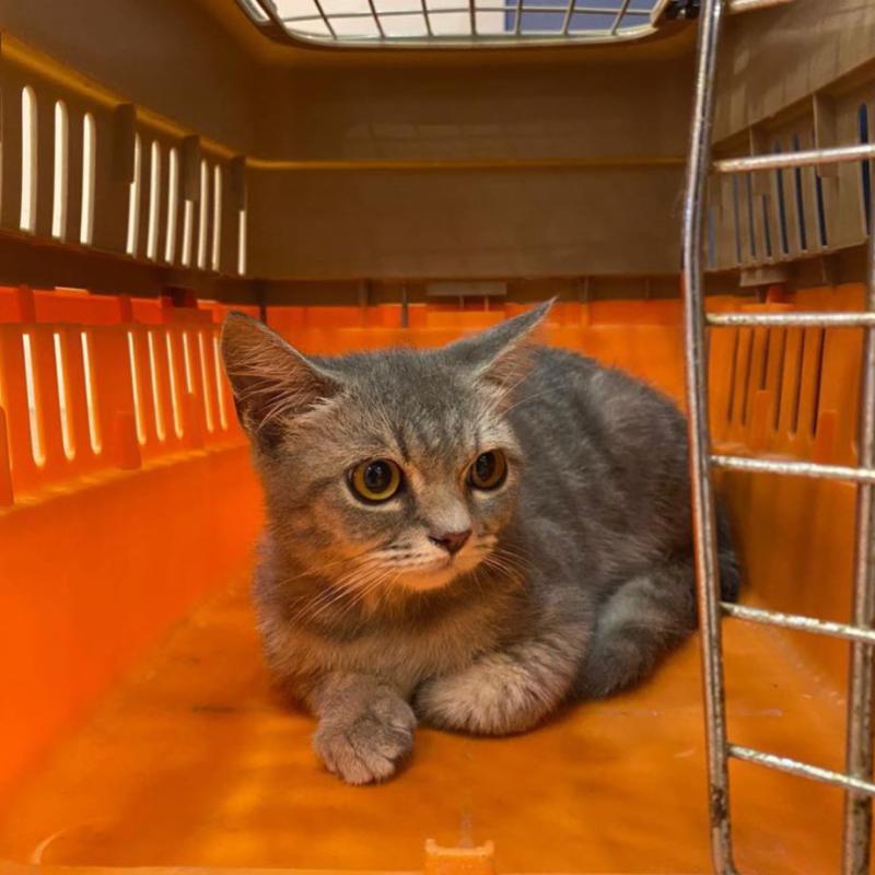 Top 10 Best Cat Grooming Shops in Ipoh 2025 19 Cat-Check-in-Ipoh-