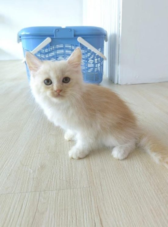 Top 10 Best Cat Grooming Shops in Sabah Updated 2024