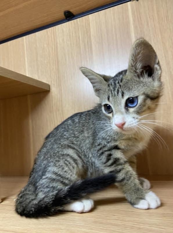 Top 10 Best Cat Grooming Shops in Ipoh 2025 15 Cat-Villa-Klebang-