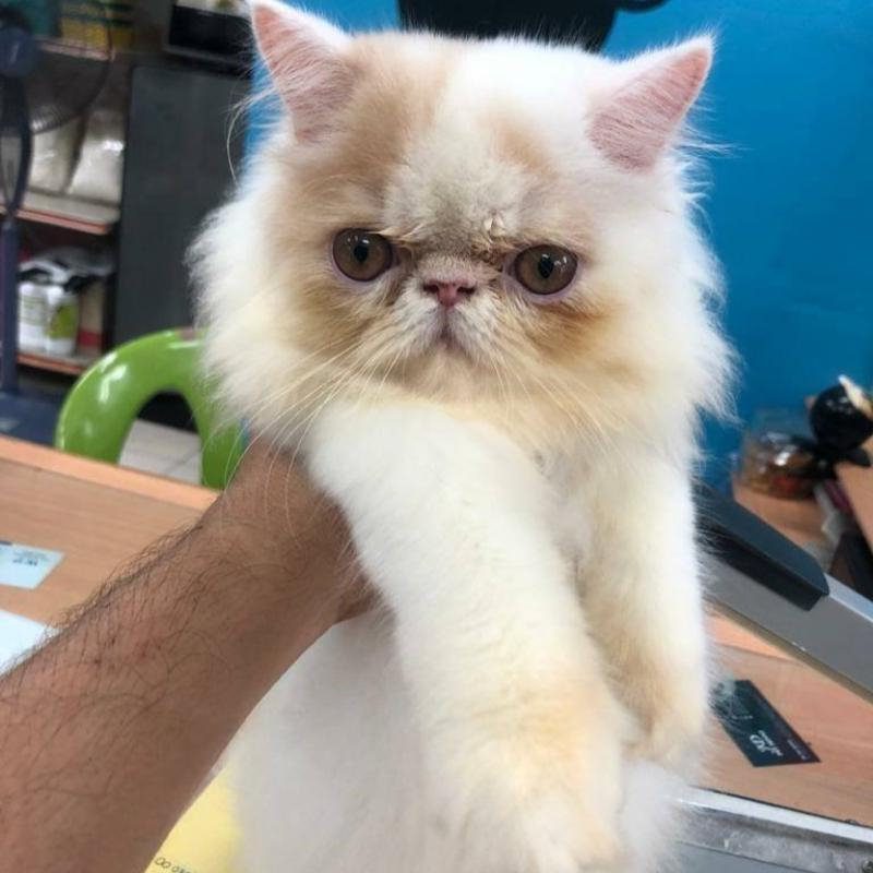 Top 10 Best Cat Grooming Shops in KL & Selangor 2025 13 Cats-Kingdom-Care-Products-